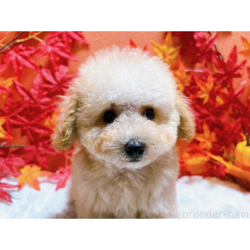 成約済の大阪府のタイニープードル-416205の2枚目